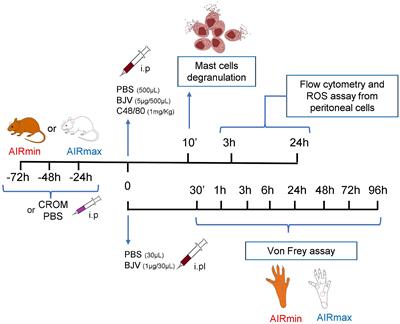 Pain and Cellular Migration Induced by Bothrops jararaca Venom in Mice Selected for an Acute Inflammatory Response: Involvement of Mast Cells